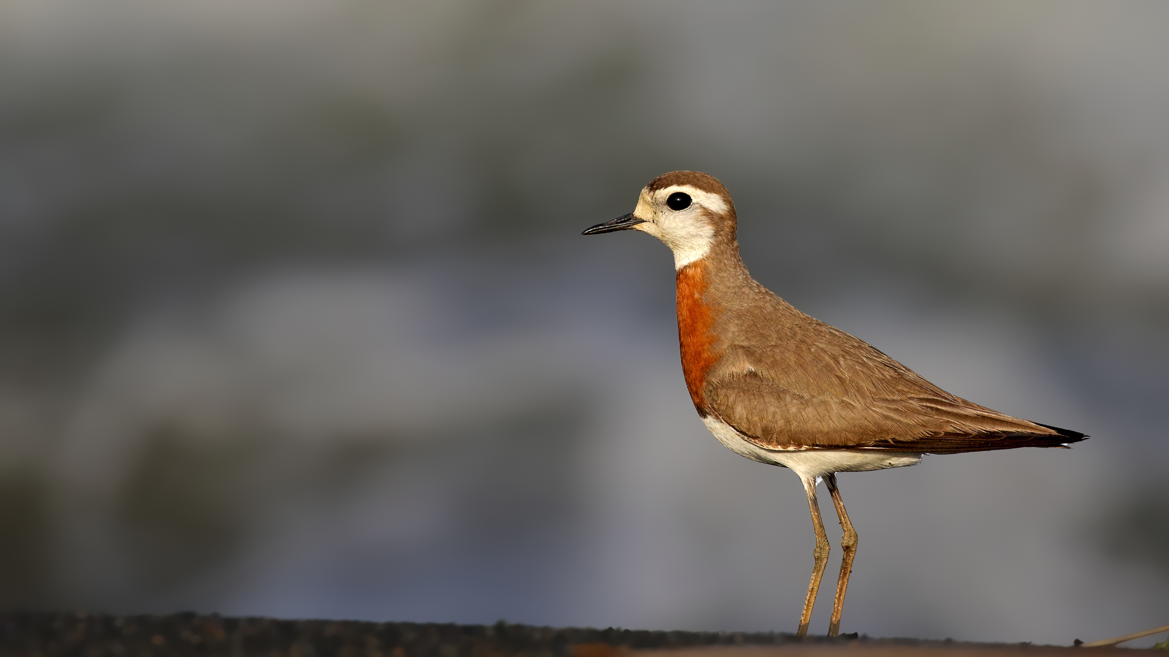 Caspian Plover